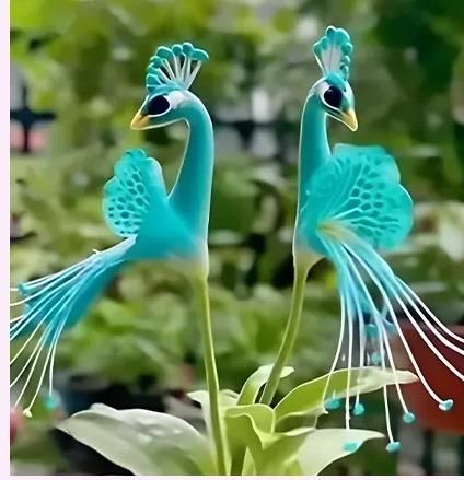 Vibrant Peacock Flower Seeds Pack of 1